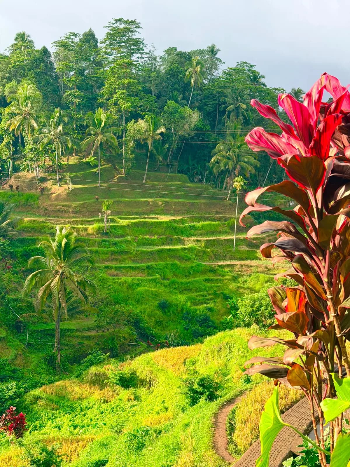 Rice terraces framed by red tropical foliage