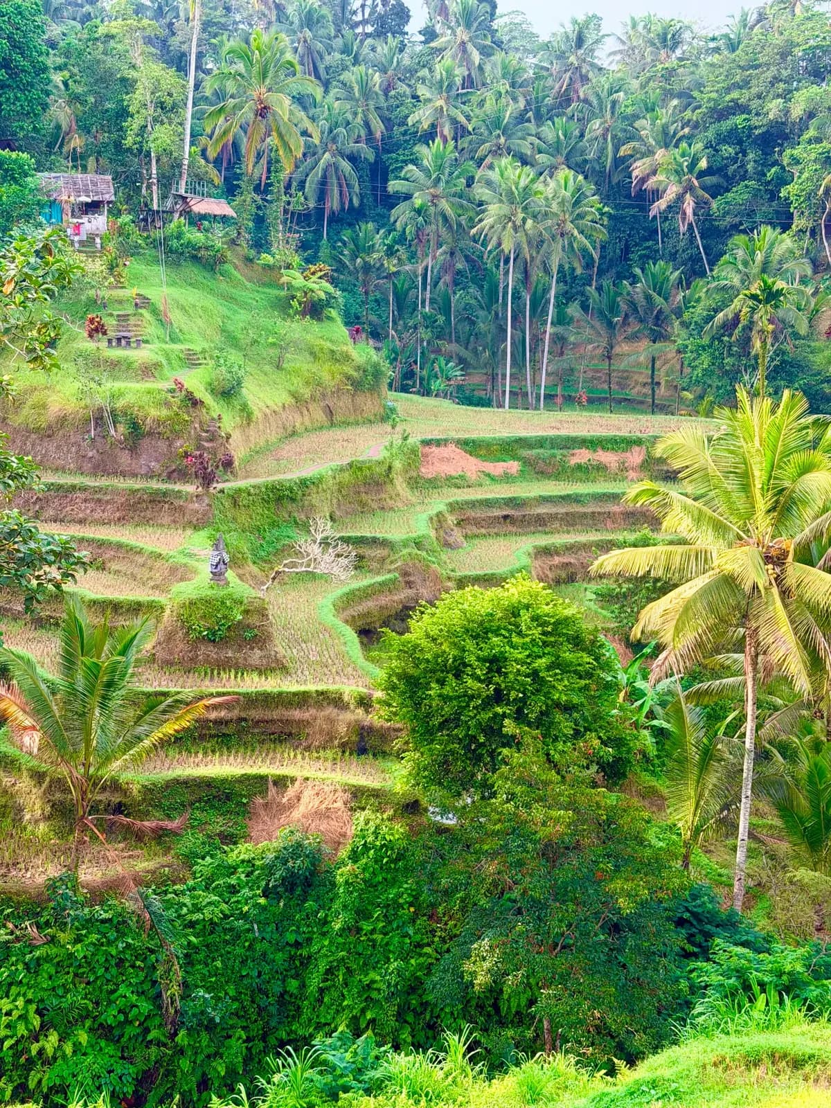 Green rice terraces across a tropical valley