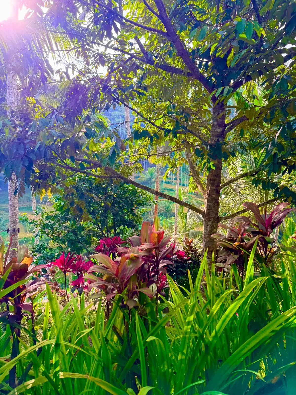 Sunlight filtering through a tropical garden